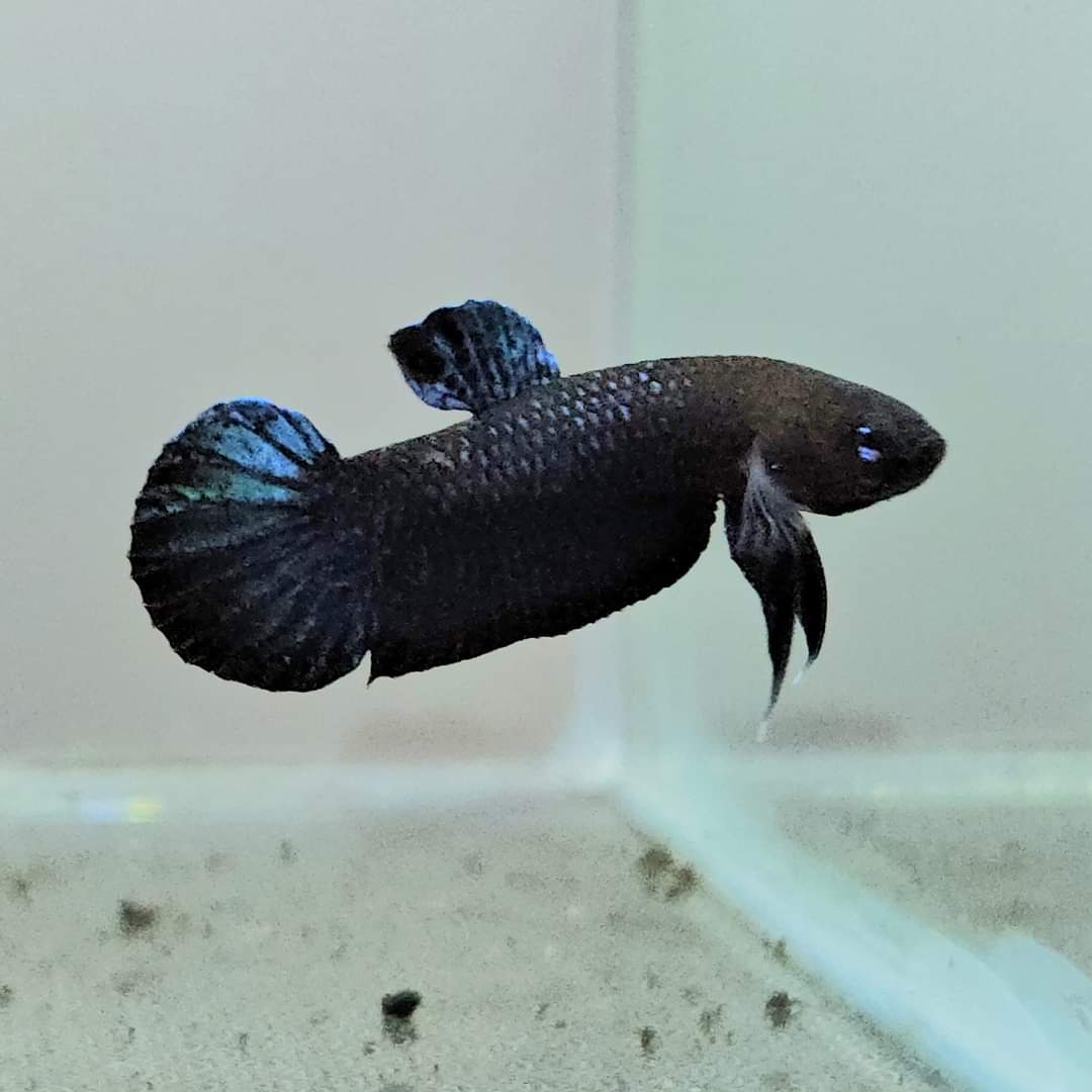 Betta Persephone by Iven Betta