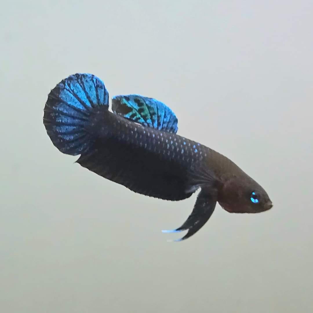 Betta Persephone by Iven Betta