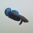 Betta Persephone by Iven Betta