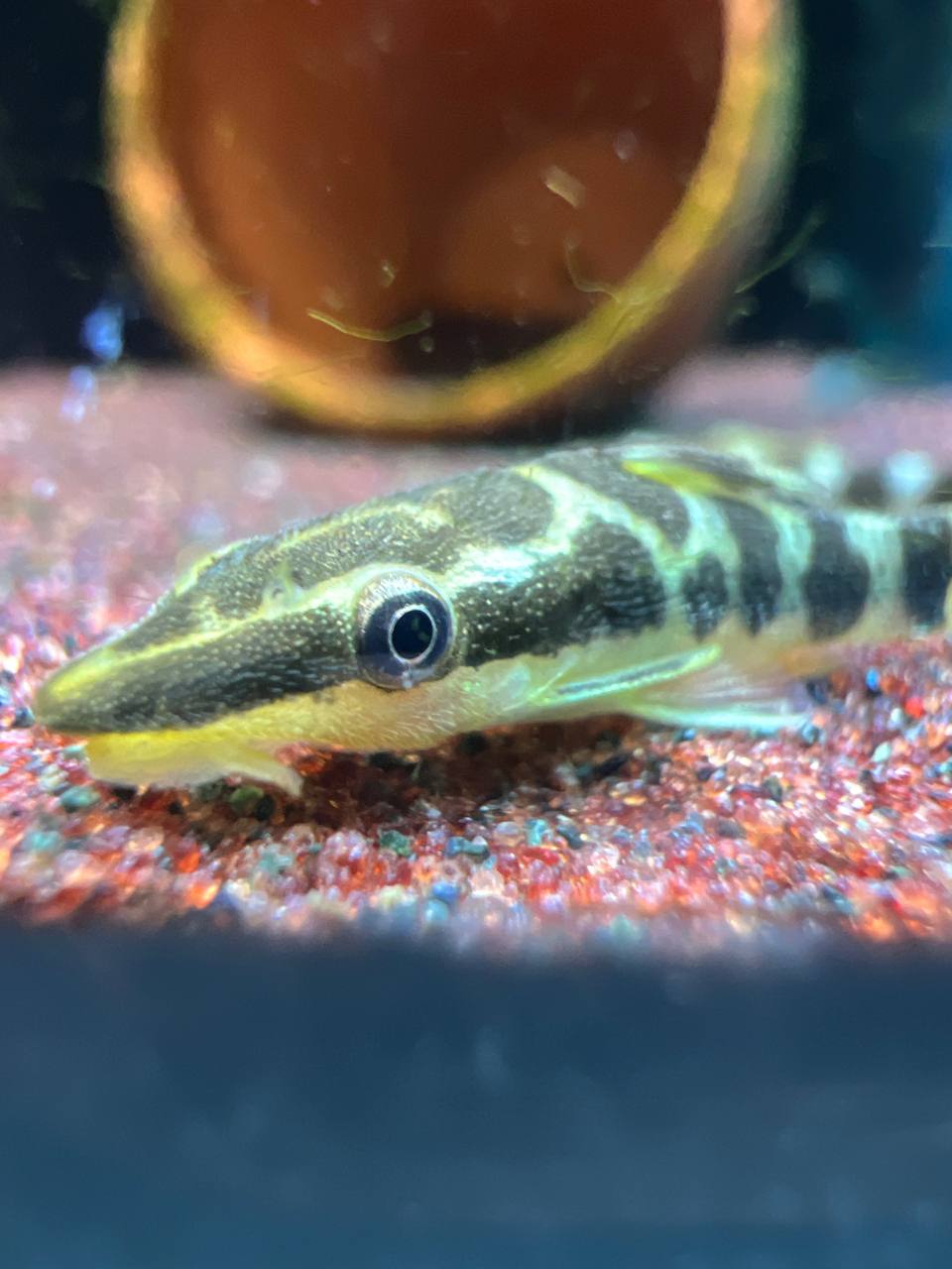 Otocinclus Cocama by Iven Betta