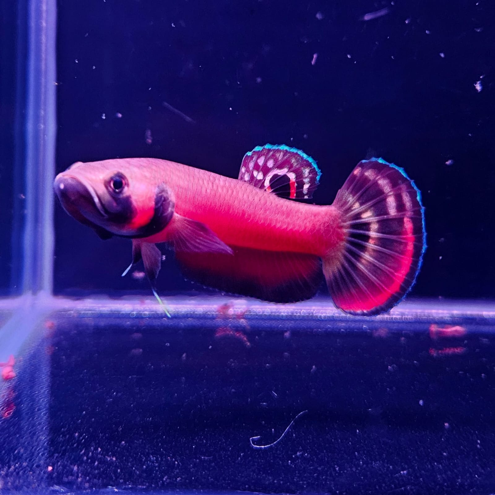 Betta Macrostoma by Iven Betta