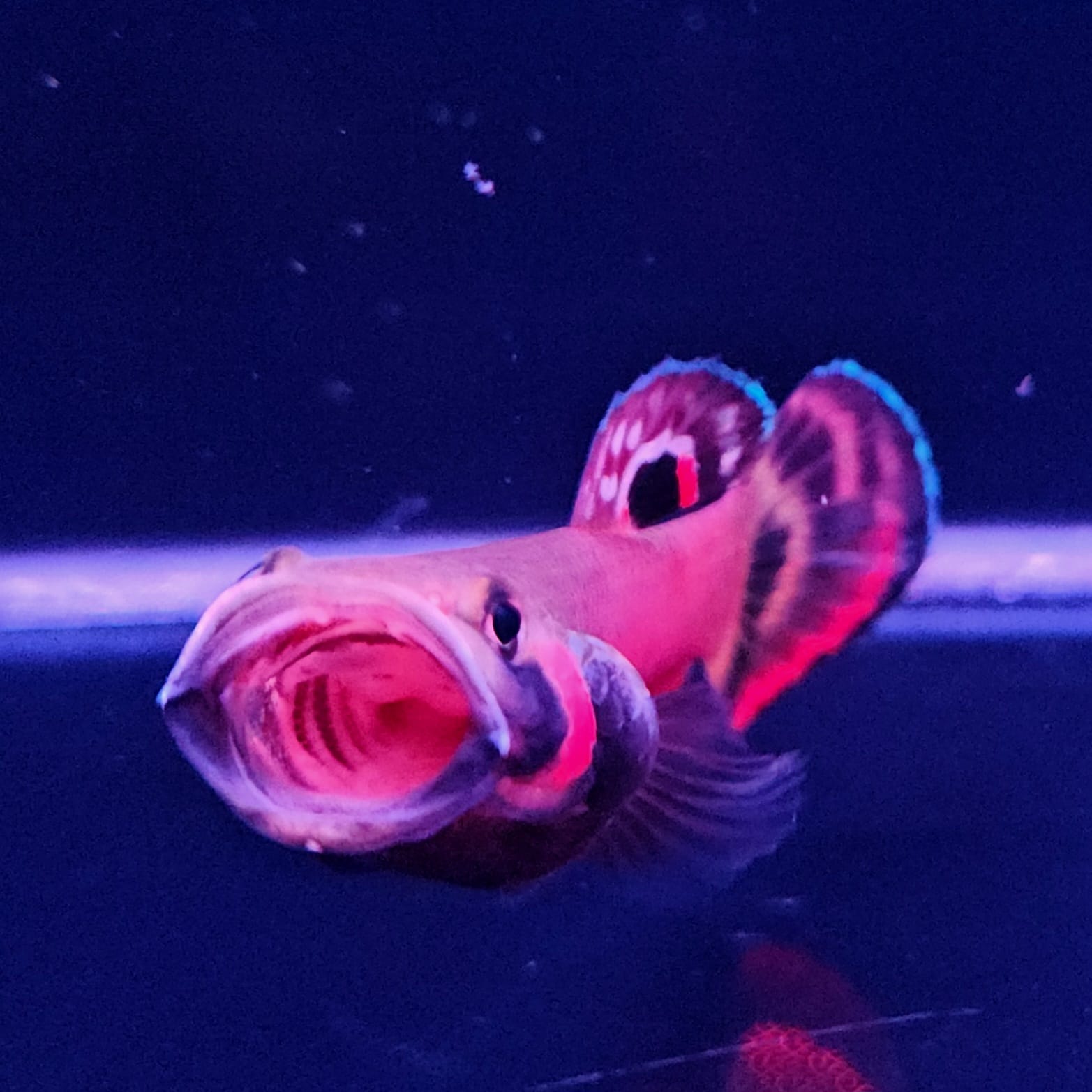 Betta Macrostoma by Iven Betta