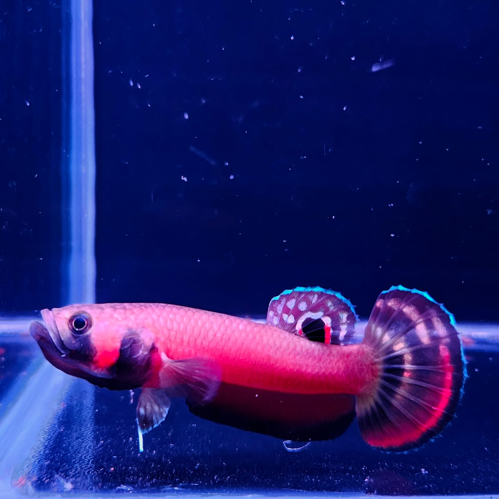 Betta Macrostoma by Iven Betta
