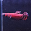 Betta Macrostoma by Iven Betta