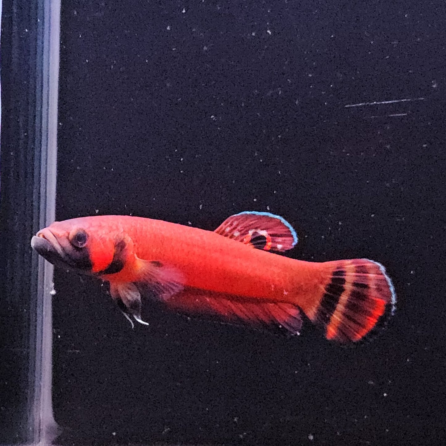 Betta Macrostoma by Iven Betta