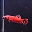 Betta Macrostoma by Iven Betta
