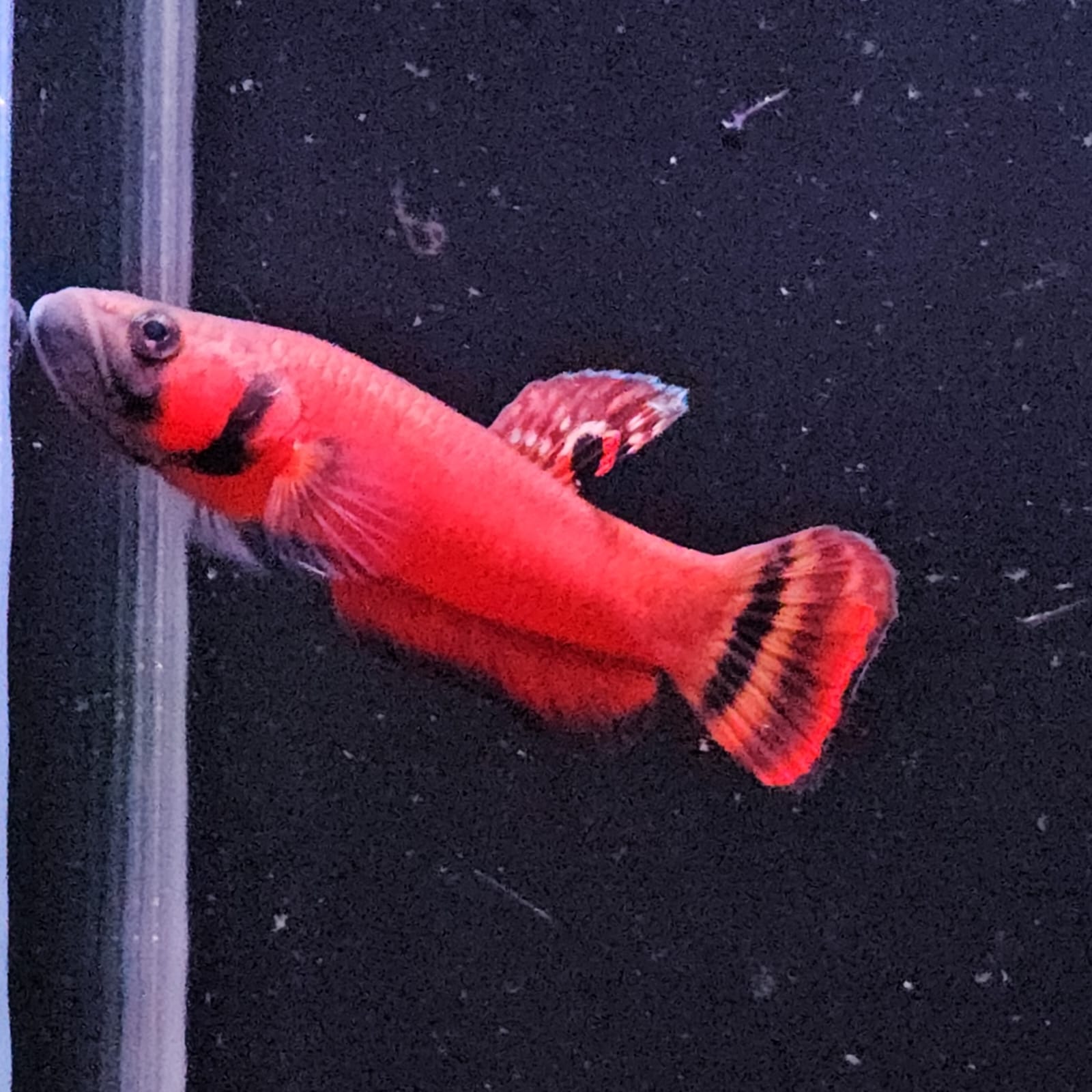 Betta Macrostoma by Iven Betta