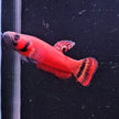 Betta Macrostoma by Iven Betta