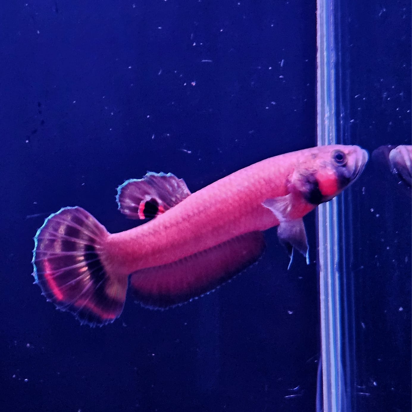 Betta Macrostoma by Iven Betta