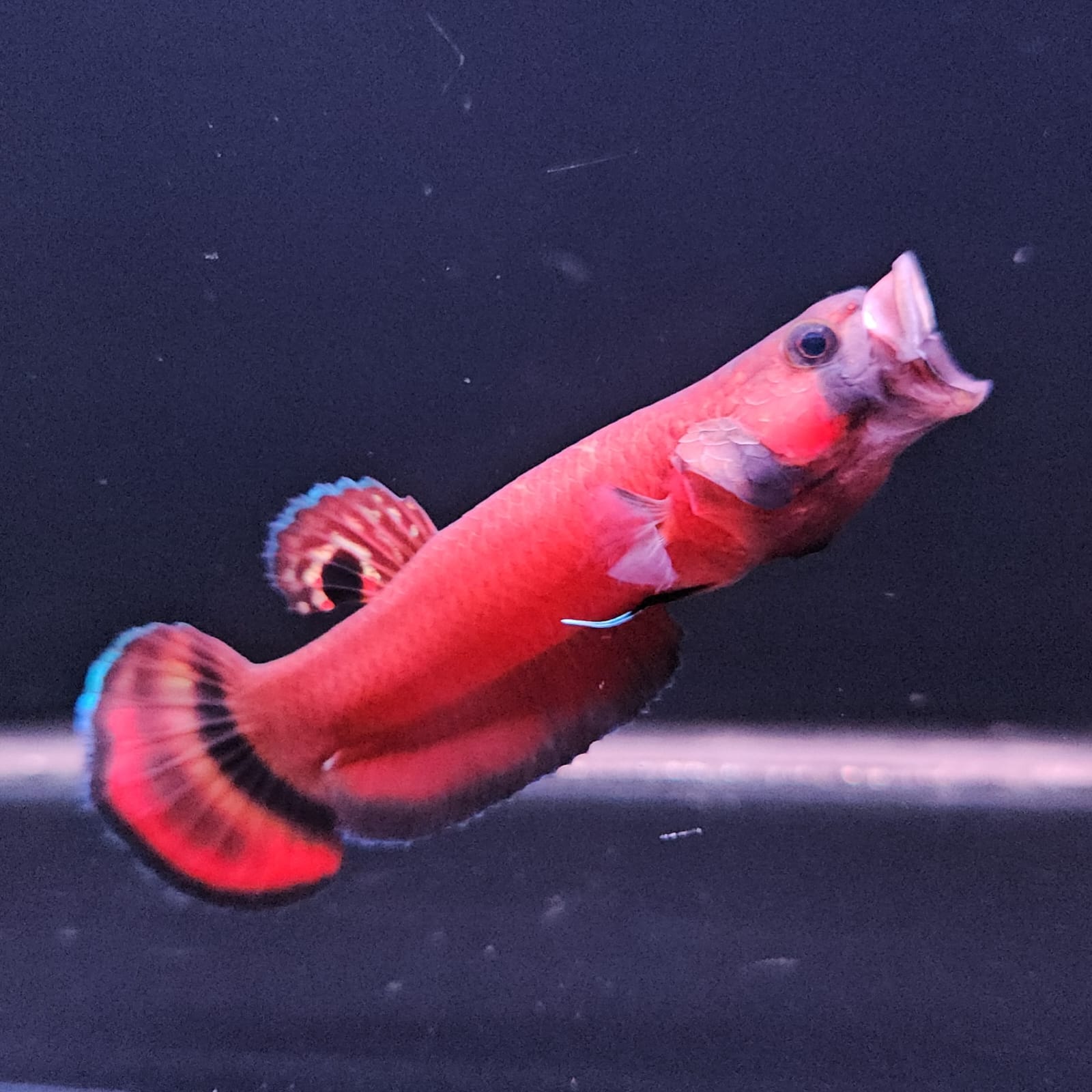 Betta Macrostoma by Iven Betta