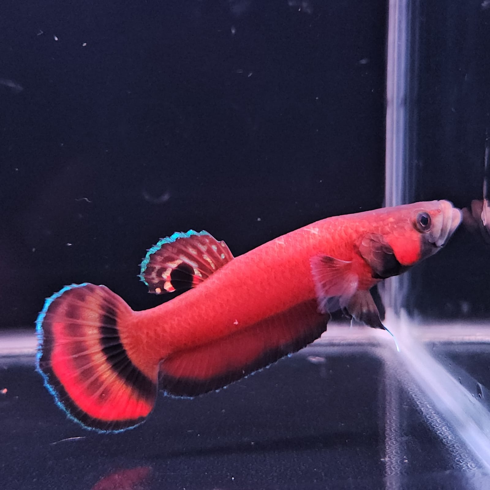 Betta Macrostoma by Iven Betta
