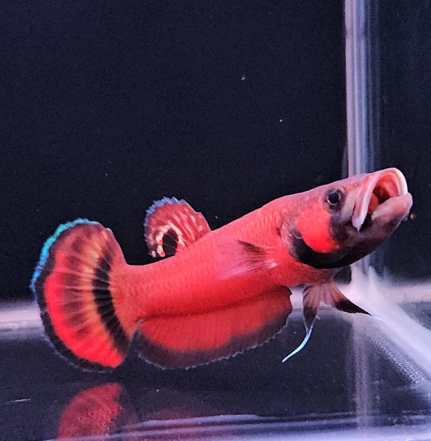 Betta Macrostoma by Iven Betta