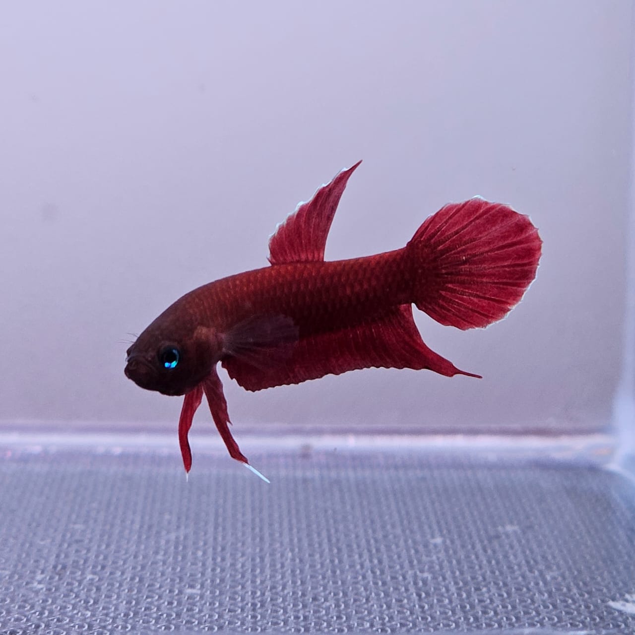 Betta Mulyadii sp. Api Api "Red" by Iven Betta