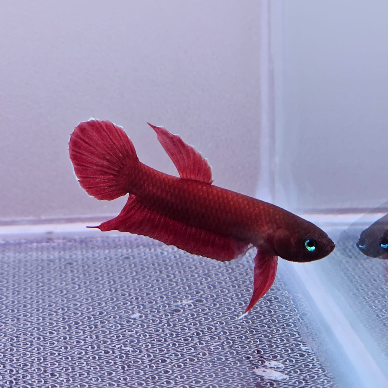Betta Mulyadii sp. Api Api "Red" by Iven Betta