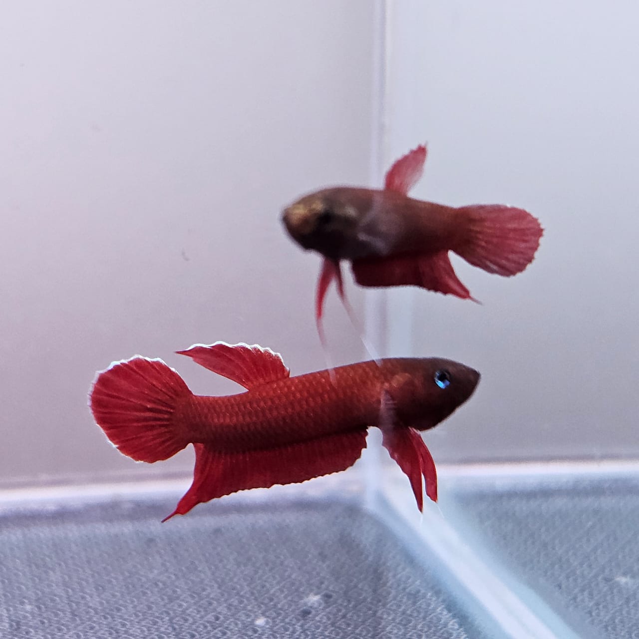 Betta Mulyadii sp. Api Api "Red" by Iven Betta