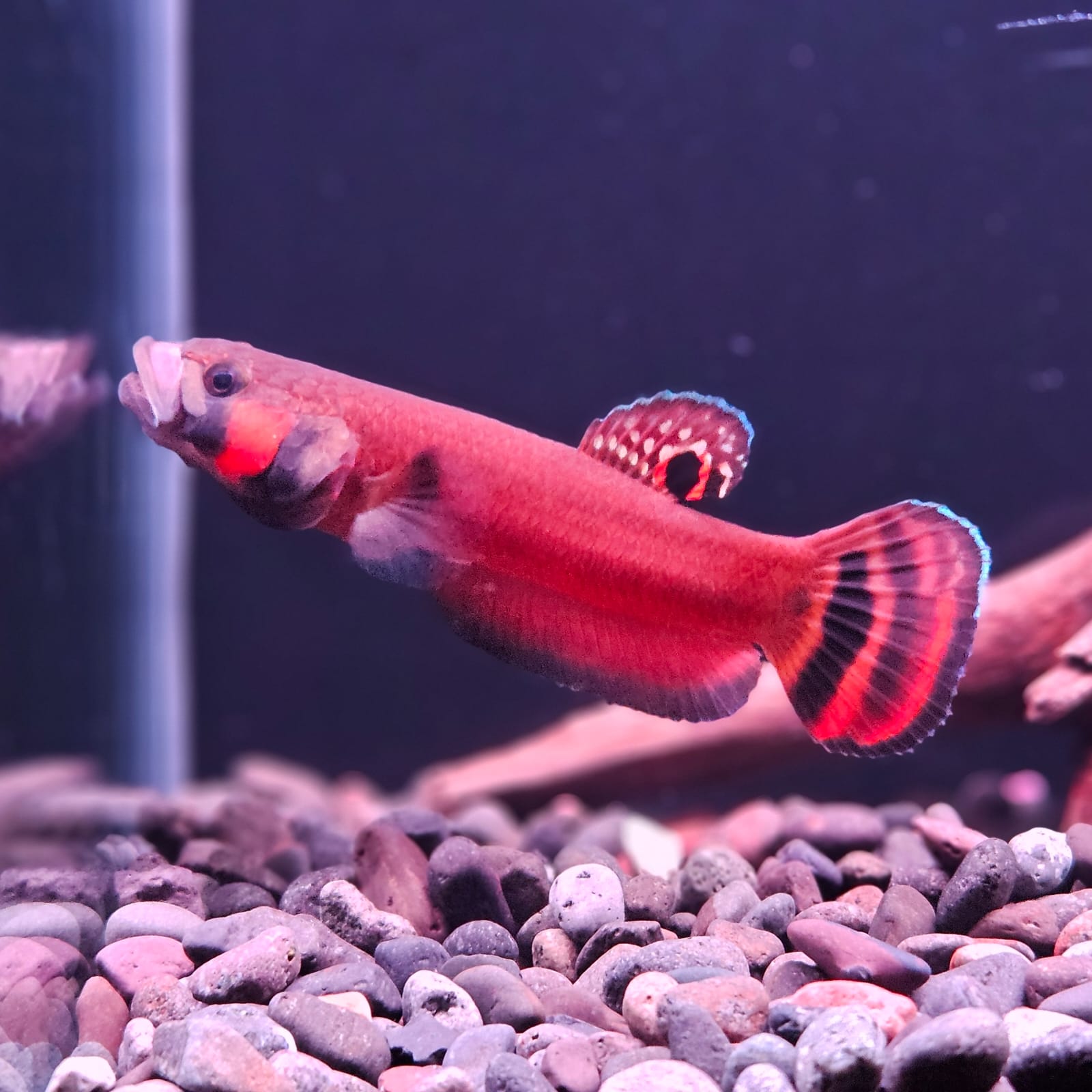 Betta Macrostoma by Iven Betta