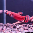 Betta Macrostoma by Iven Betta