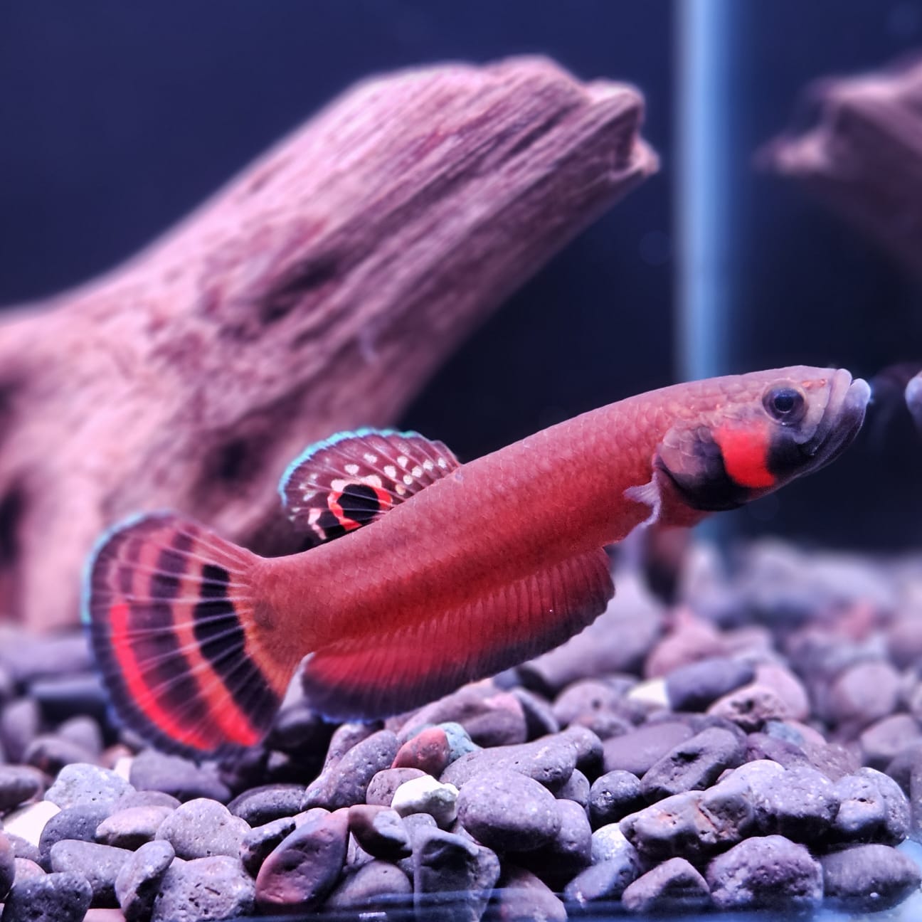 Betta Macrostoma by Iven Betta
