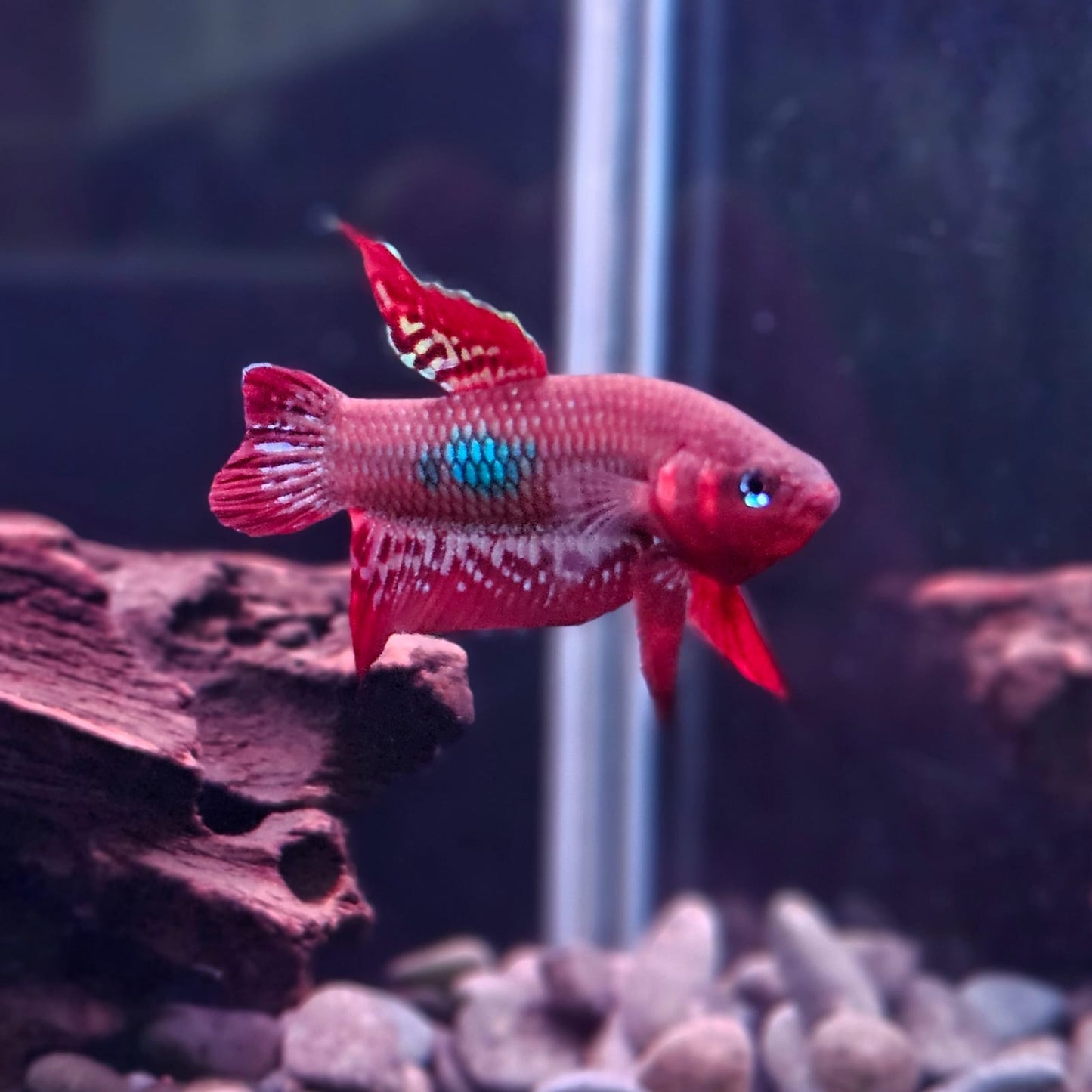 Betta Coccina by Iven Betta