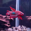 Betta Coccina by Iven Betta