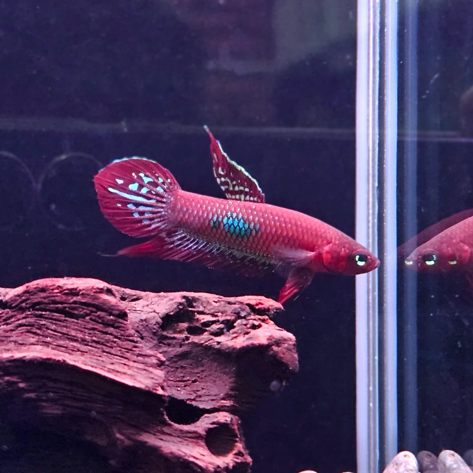 Betta Coccina by Iven Betta