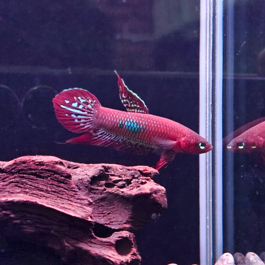 Betta Coccina by Iven Betta