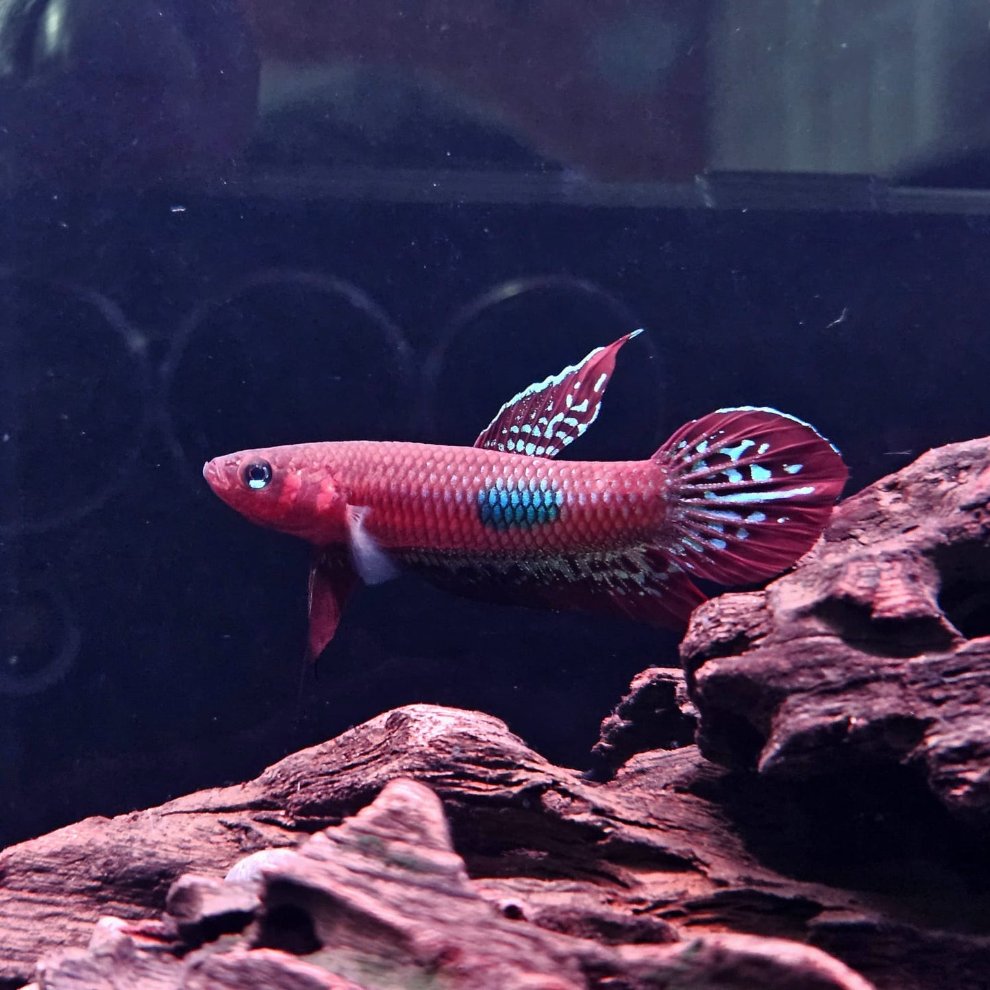 Betta Coccina by Iven Betta