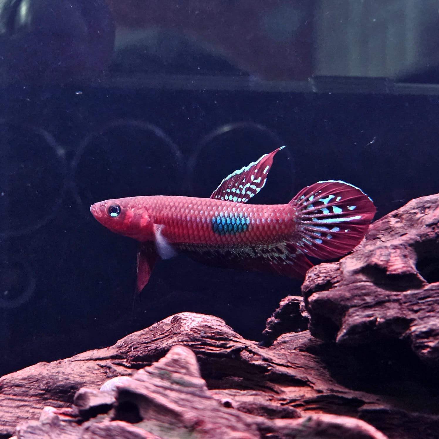 Betta Coccina by Iven Betta