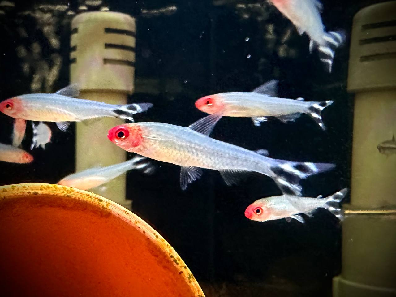 Hemigrammus Rhodostomus by Iven Betta