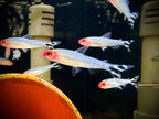 Hemigrammus Rhodostomus by Iven Betta