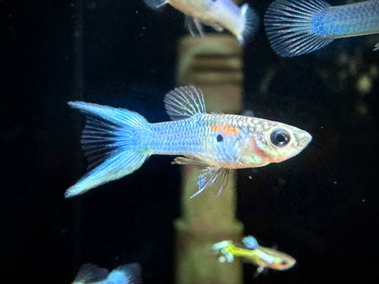Poecilia Wingei 'Royal Blue’ by ivenbetta