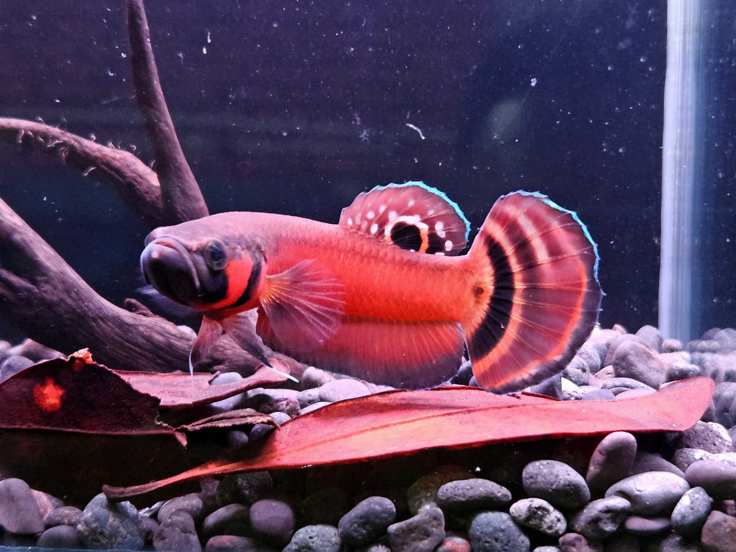Betta Macrostoma by Iven Betta