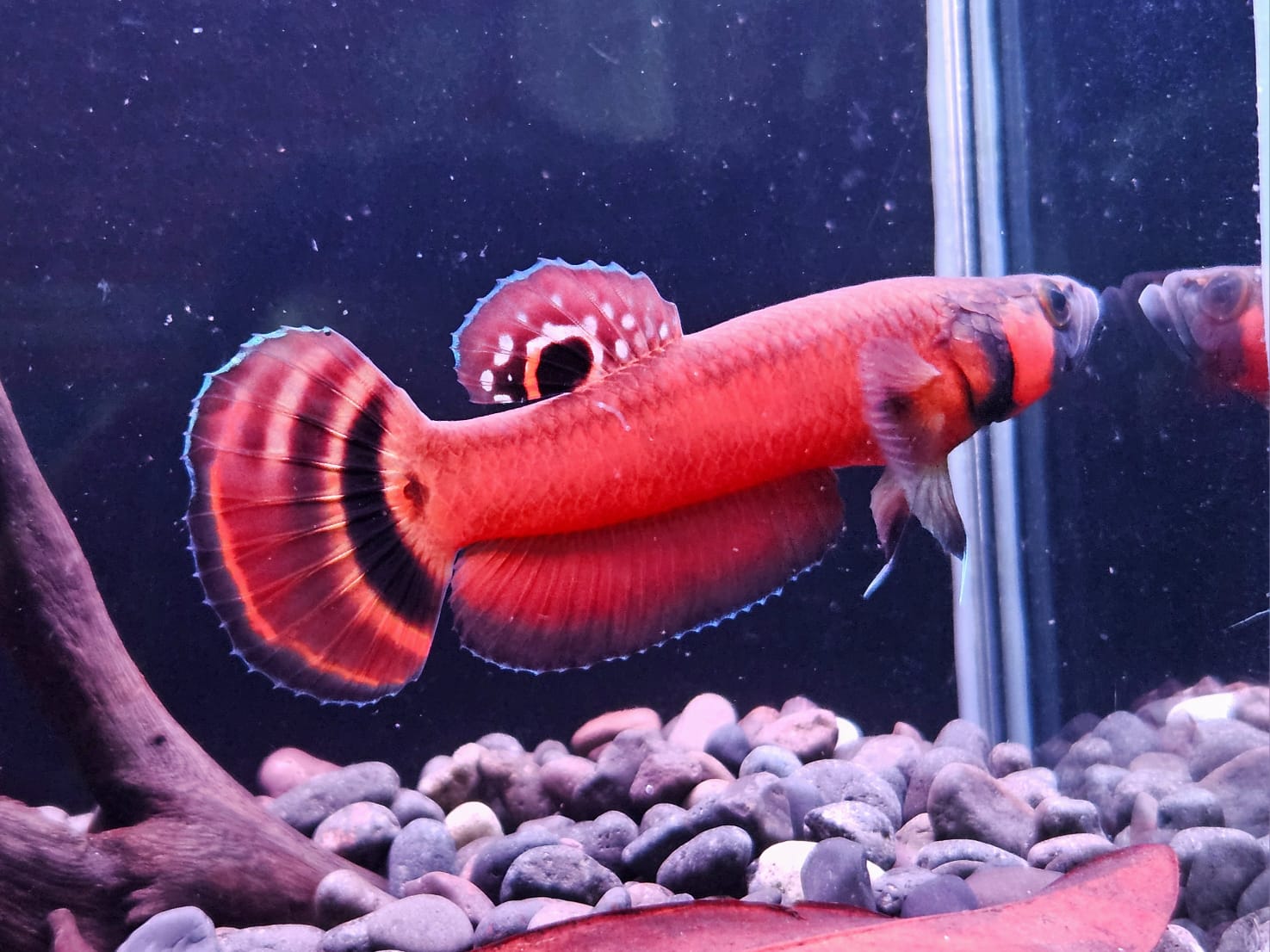 Betta Macrostoma by Iven Betta