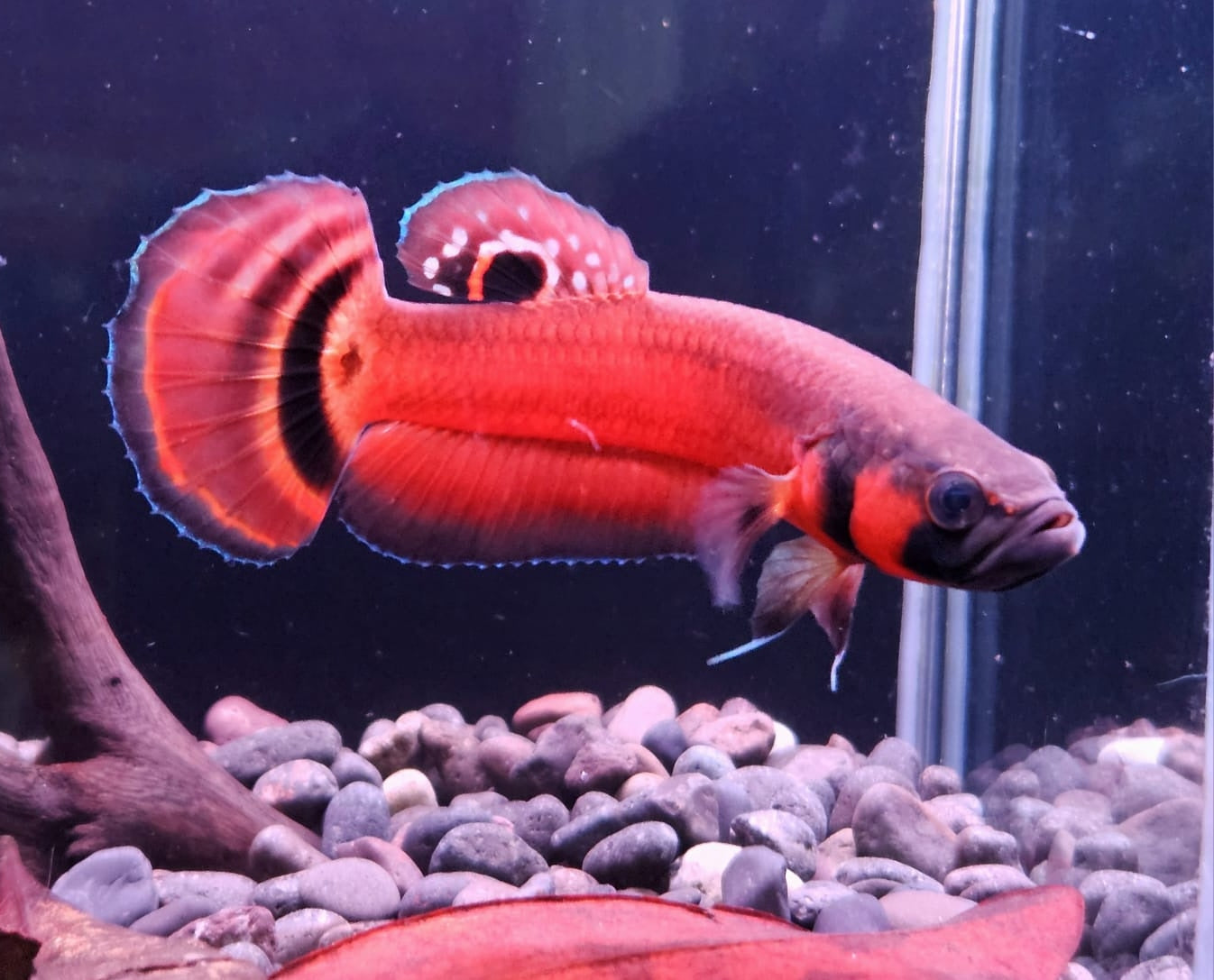 Betta Macrostoma by Iven Betta