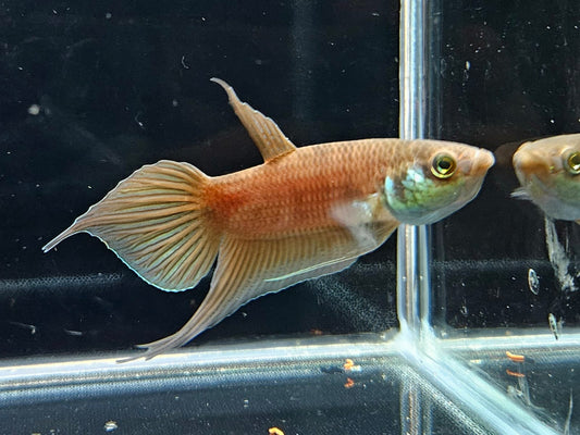 Betta Raja by Iven Betta
