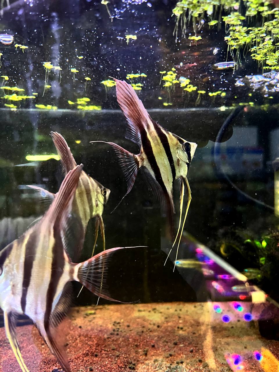 Pterophyllum Altum by Iven Betta