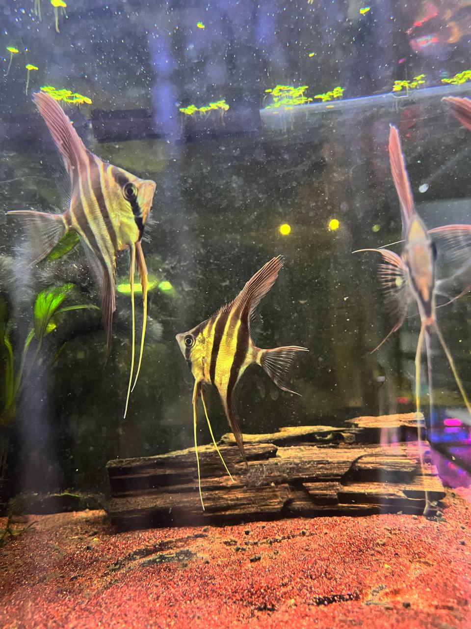 Pterophyllum Altum by Iven Betta