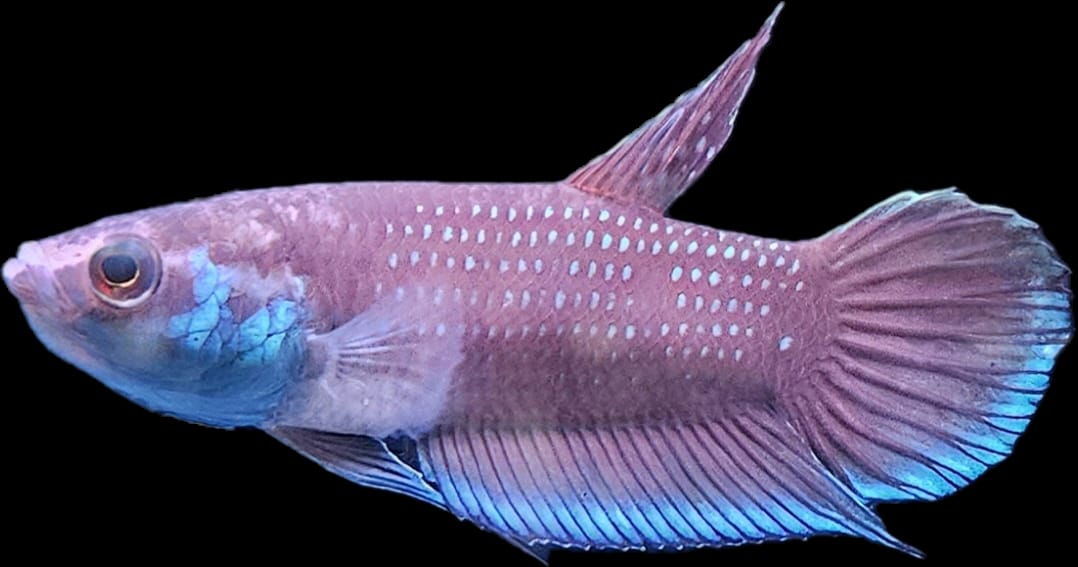 Betta sp. Malinau by Iven Betta
