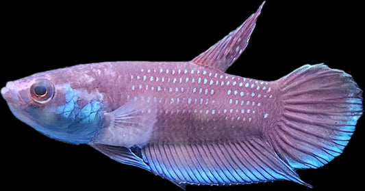 Betta sp. Malinau by Iven Betta