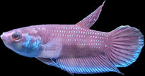 Betta sp. Malinau by Iven Betta