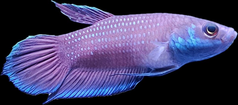 Betta sp. Malinau by Iven Betta