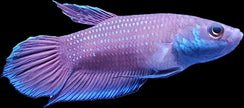 Betta sp. Malinau by Iven Betta