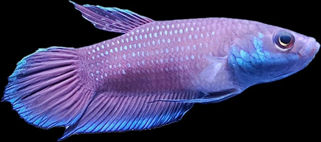 Betta sp. Malinau by Iven Betta