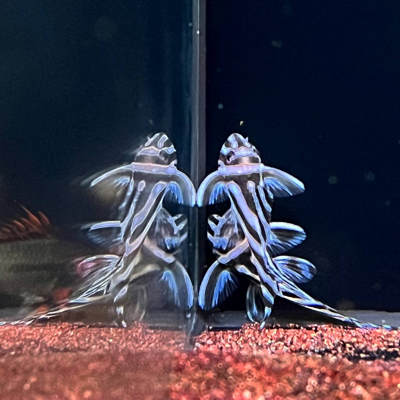 Hypancistrus Zebra L46 by Iven Betta