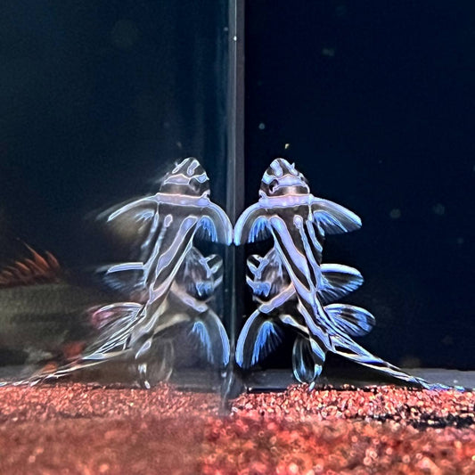Hypancistrus Zebra L46 by Iven Betta