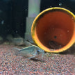 Corydoras Elegans by Iven Betta