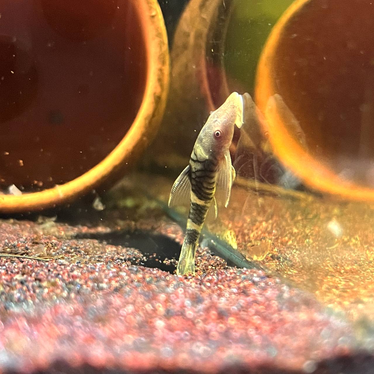Nannopoptopoma sp. 'Peru Orange' by Iven Betta
