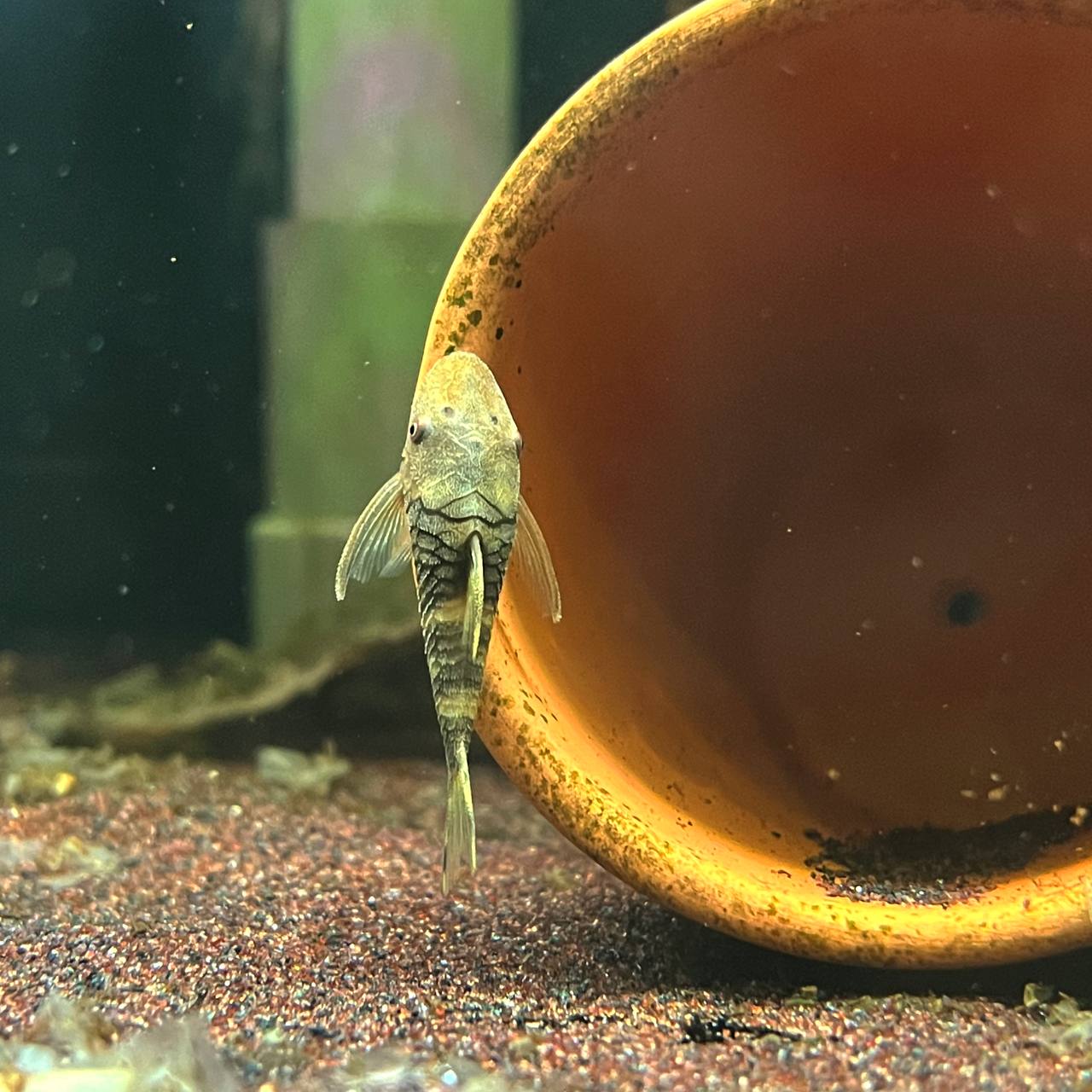 Nannopoptopoma sp. 'Peru Orange' by Iven Betta