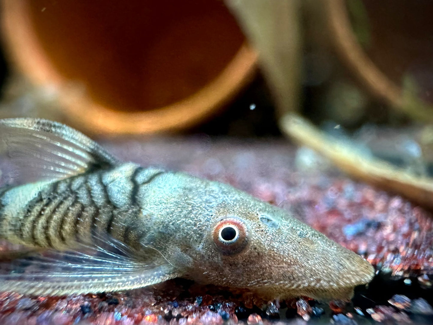 Nannopoptopoma sp. 'Peru Orange' by Iven Betta