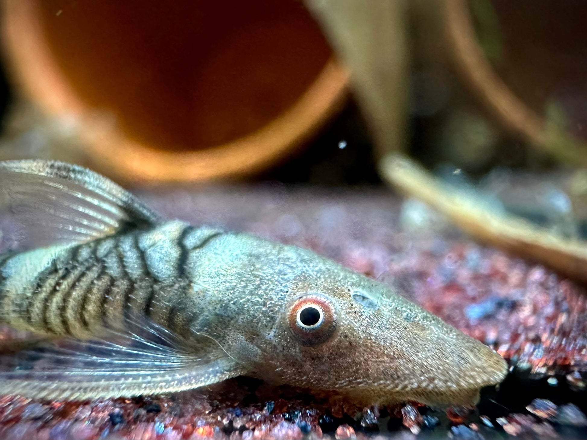 Nannopoptopoma sp. 'Peru Orange' by Iven Betta